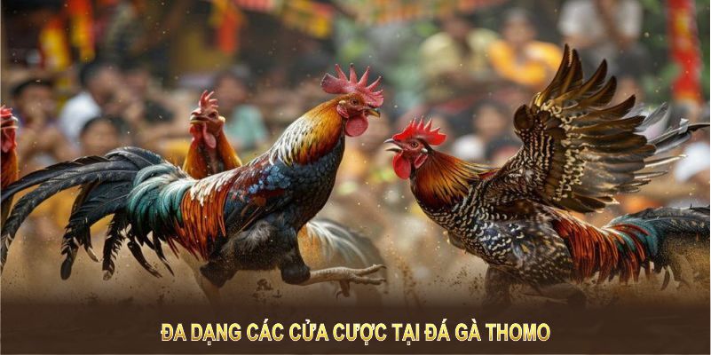 Đa dạng các cửa cược tại đá gà Thomo giúp bạn linh hoạt chiến thuật chơi