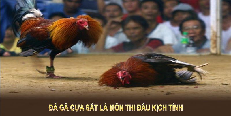 Đá gà cựa sắt là môn thi đấu kịch tính và đầy chiến thuật