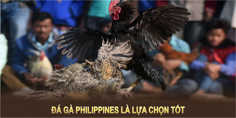 Đá gà Philippines là lựa chọn tốt nhất cho người yêu cá cược