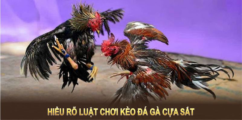 Hiểu rõ luật chơi kèo đá gà cựa sắt  để không bỏ lỡ bất kỳ cơ hội nào