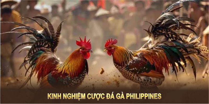 Kinh nghiệm cược đá gà Philippines tại 98WIN giúp bạn tăng cơ hội thắng